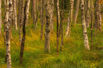 Birch forest in the Tricity Landscape Park, Gdansk, Poland