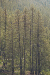 a pine forest. warm summer day. Evergreen spruce woods on slopes in mountains. Coniferous green wild forest