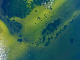 Clear Lakes of FL and the Grasses Beaneath 