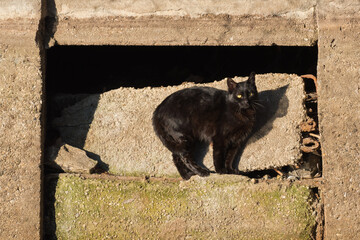 A Black Cat in a Natural Framing Stance near the Park Wharf