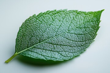 A detailed close-up of a green leaf showcasing its texture and structure.