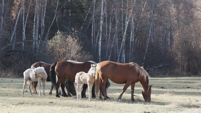 Free adorable horses on countryside autumn field in sunlight. A herd of different breeds standing together near the forest 