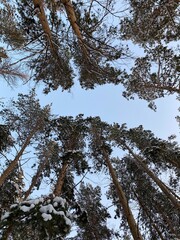 pine tree in the forest