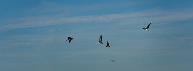 Panorama of pelicans in flight over pacific ocean 