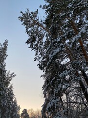 pine trees and sky 