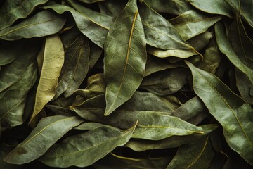 Fototapeta premium Vibrant Close-Up of Fresh Indian Curry Leaves: Aromatic Spice Ingredient for Culinary Delights