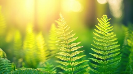 Sunlit Fern Fronds in Lush Green Forest