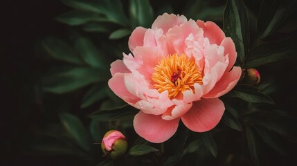 A Delicate Pink Peony Blossom in Full Bloom