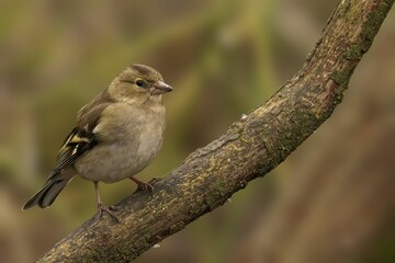 Obraz premium Bird perched on a tree branch