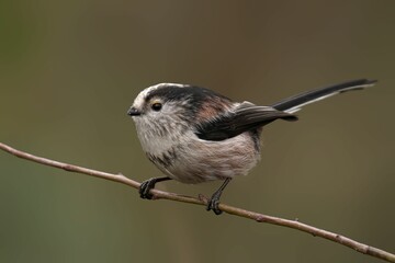 Fototapeta premium Long-tailed tit on a branch