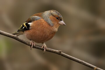 Fototapeta premium Chaffinch perched on a branch.