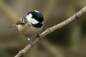 Coal Tit Perched on Branch