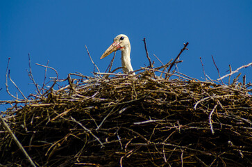 white stork resting in the nest, ciconia ciconia. Spain
