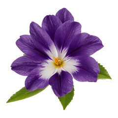 purple flower isolated on white background