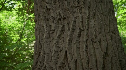 Close up of tree bark showing texture and detail in forest