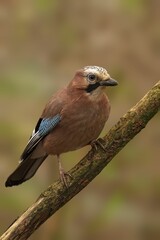Eurasian jay perched on a branch.