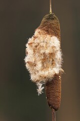 Close-up of a mature cattail with fluffy seeds.