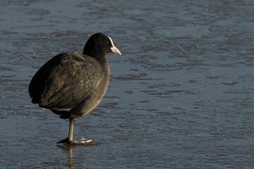 Coot on a Frozen Lake