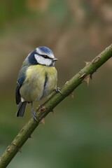 Blue tit on thorny branch