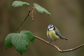 Blue tit on a branch with green leaves.