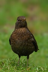 European blackbird on grass with blurred background.
