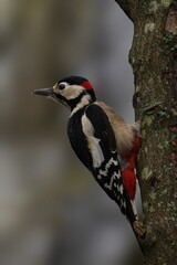 Great Spotted Woodpecker on Tree