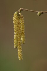 Close-up of Hazel Catkins on Branch