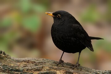 Blackbird perched on a log with blurred background.