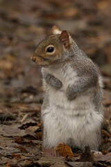 Squirrel in Autumn Leaves
