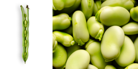 A pod of broad beans on transparent background and a close up of broad beans on a rectangular format.