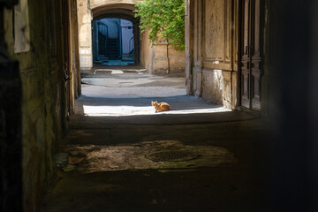In the courtyard of a residential historical building, a ginger cat sits in a ray of sunshine. © Anna