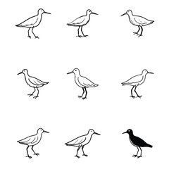 Sandpiper Bird vector Illustrations