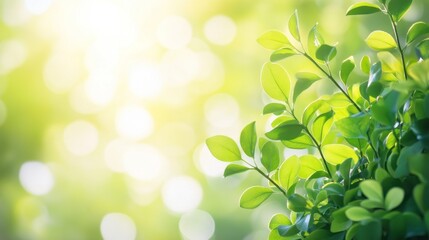 Naklejka premium Vibrant Green Leaves Basking in Sunlight