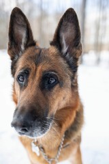 Close-up of a German Shepherd in snow