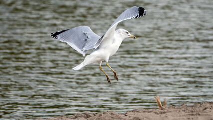 A seagull is flying over the calm lake