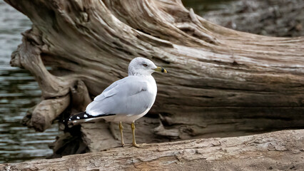 A seagull is standing and watching alone