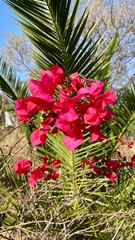 Pink flowers in the city park