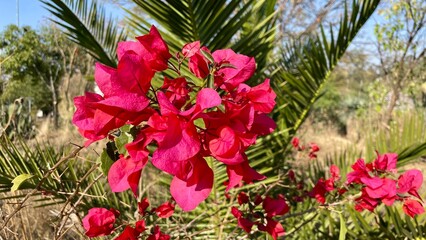 Pink flowers in the city park