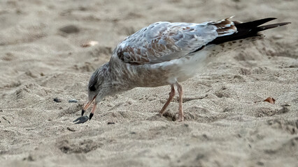 A seagull is searching for food on sandy beach