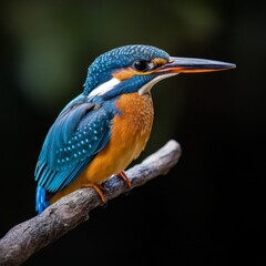 Fototapeta premium Stunning kingfisher bird vibrant colors and unique hunting skills in nature s paradise