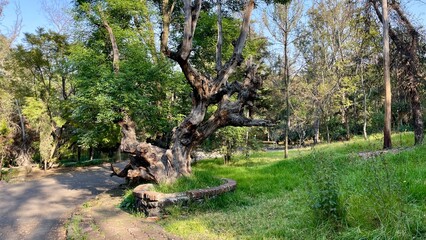 Walking pas in the city park