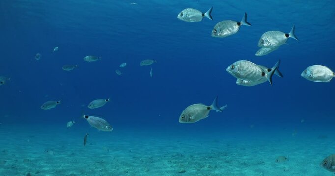 underwater fish scenery from mediterranean  sea breams ocean scenery underwater landscape seabreams  Diplodus sargus