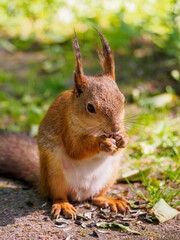 Squirrel enjoys a sunny day munching on seeds in a vibrant green park setting