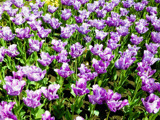 Pink tulips as nature background.