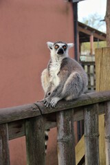 Standing lemur