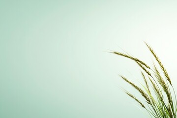 Obraz premium Delicate grass blades gently sway against soft mint background,