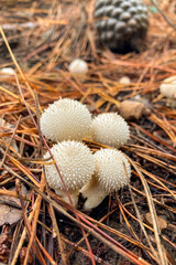 Wild mushrooms in the forest, Andalusia, Sierra Tejeda Natural Park, Spain
