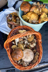Wild mushrooms in the forest, Andalusia, Sierra Tejeda Natural Park, Spain