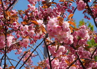 Low-angle view of a cherry blossom tree in spring &ndash; A stunning composition with pink flowers covering the branches, photographed from below to emphasize the grandeur of nature