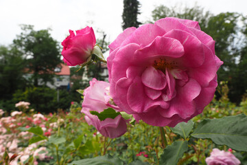 a large bud of a bright, open pink rose grows in a garden in a rose garden. side view